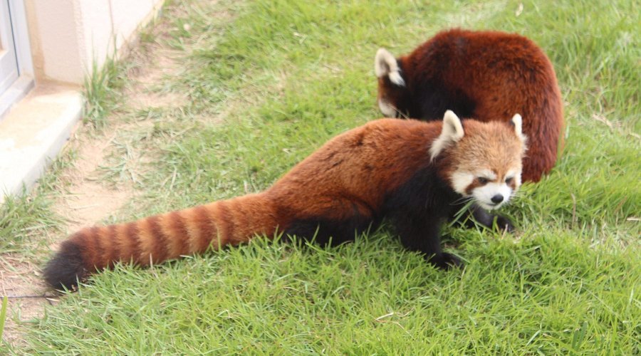 🦁 후쿠치야마시 동물원 (산단이케 라비하우스 동물원) 이미지 12